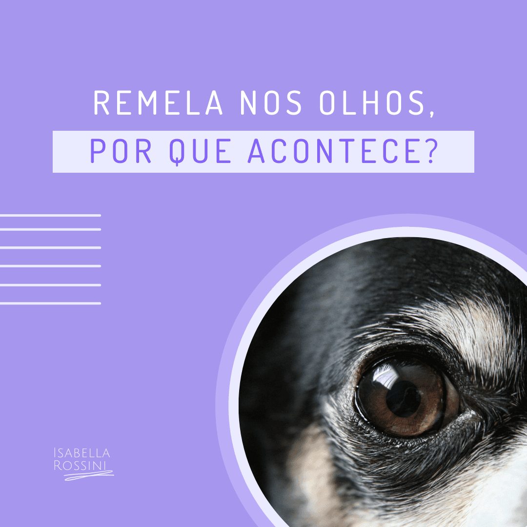 Por que os olhos do meu pet têm remelas?