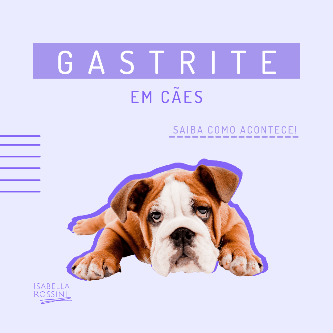 Cães podem ter gastrite?