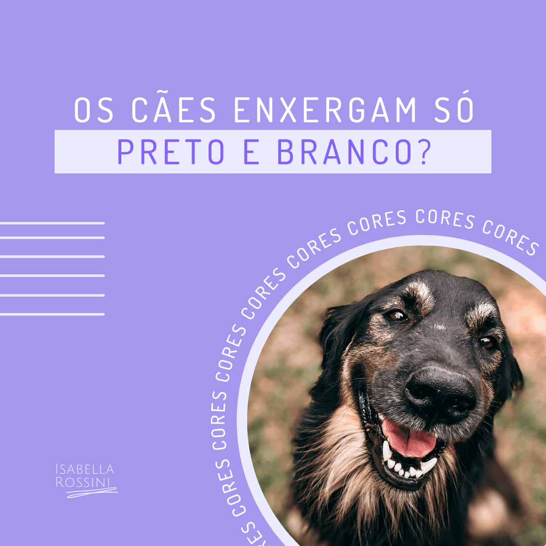 Cães enxergam as cores?