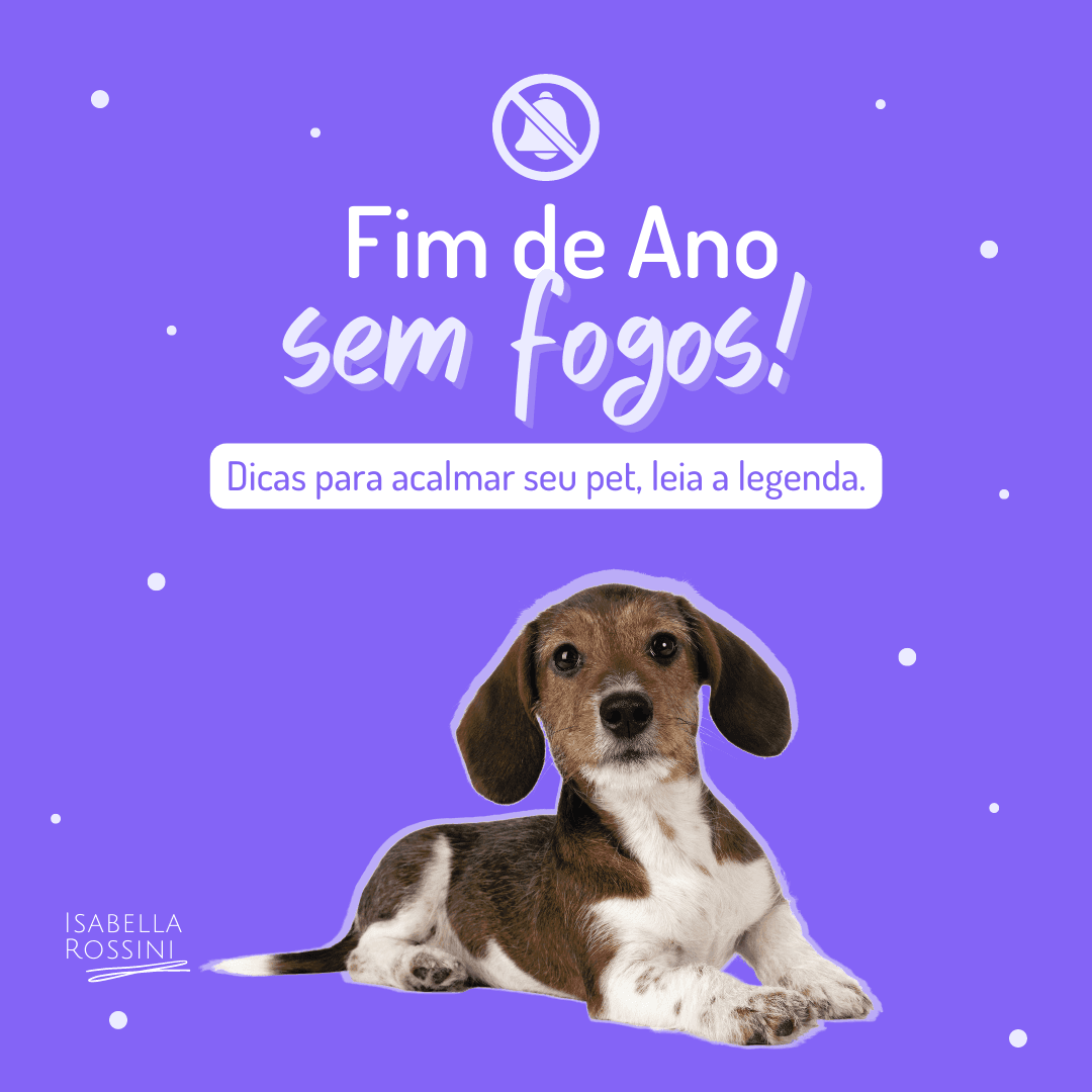 Dicas para deixar seu pet calmo com os fogos de artificio