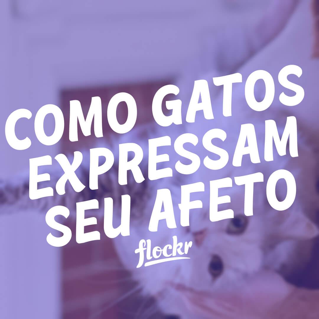 O Carinho Silencioso: Como Gatos Expressam seu Afeto