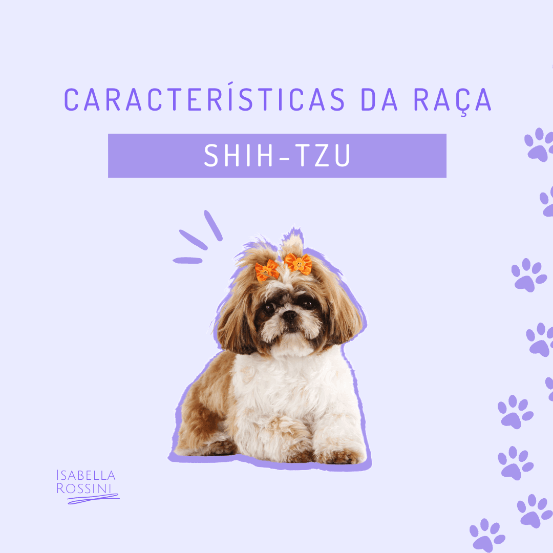 Características da raça Shih-Tzu