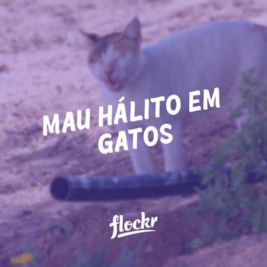 Mau Hálito em Gatos: Causas, Prevenção e Tratamento