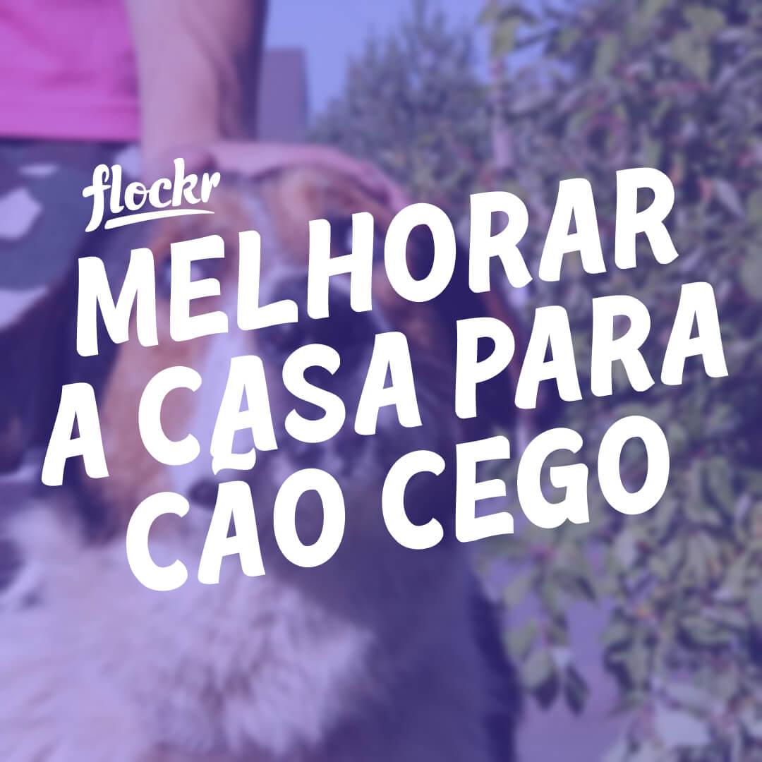 Como melhorar a casa para seu cão cego