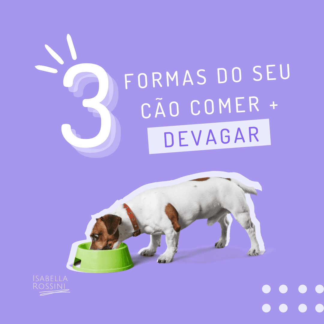 3 formas do seu cão comer mais devagar 🐾