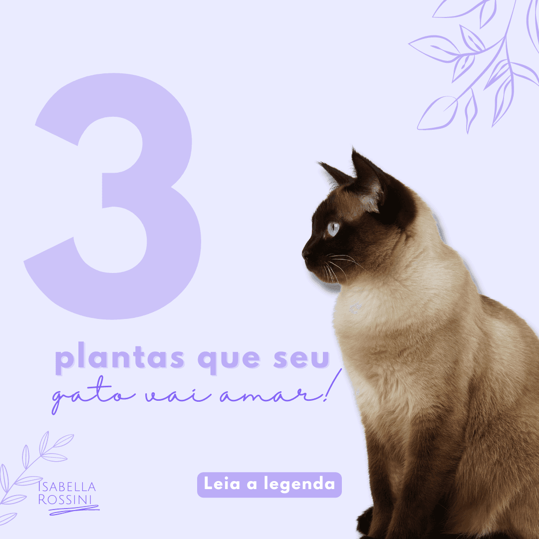 3 plantas que você pode ter em casa e seu gato vai amar