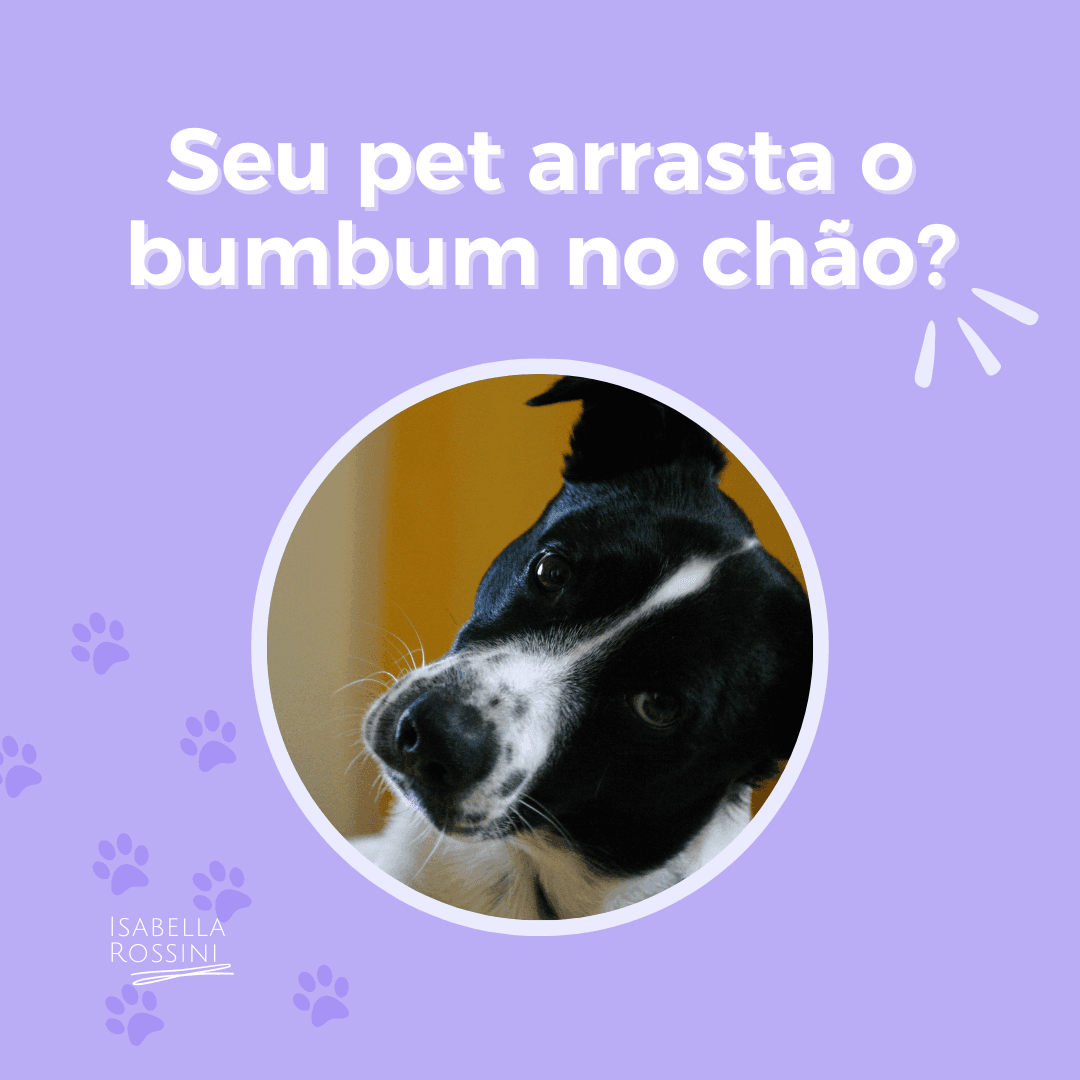 Seu pet arrasta o bumbum no chão?