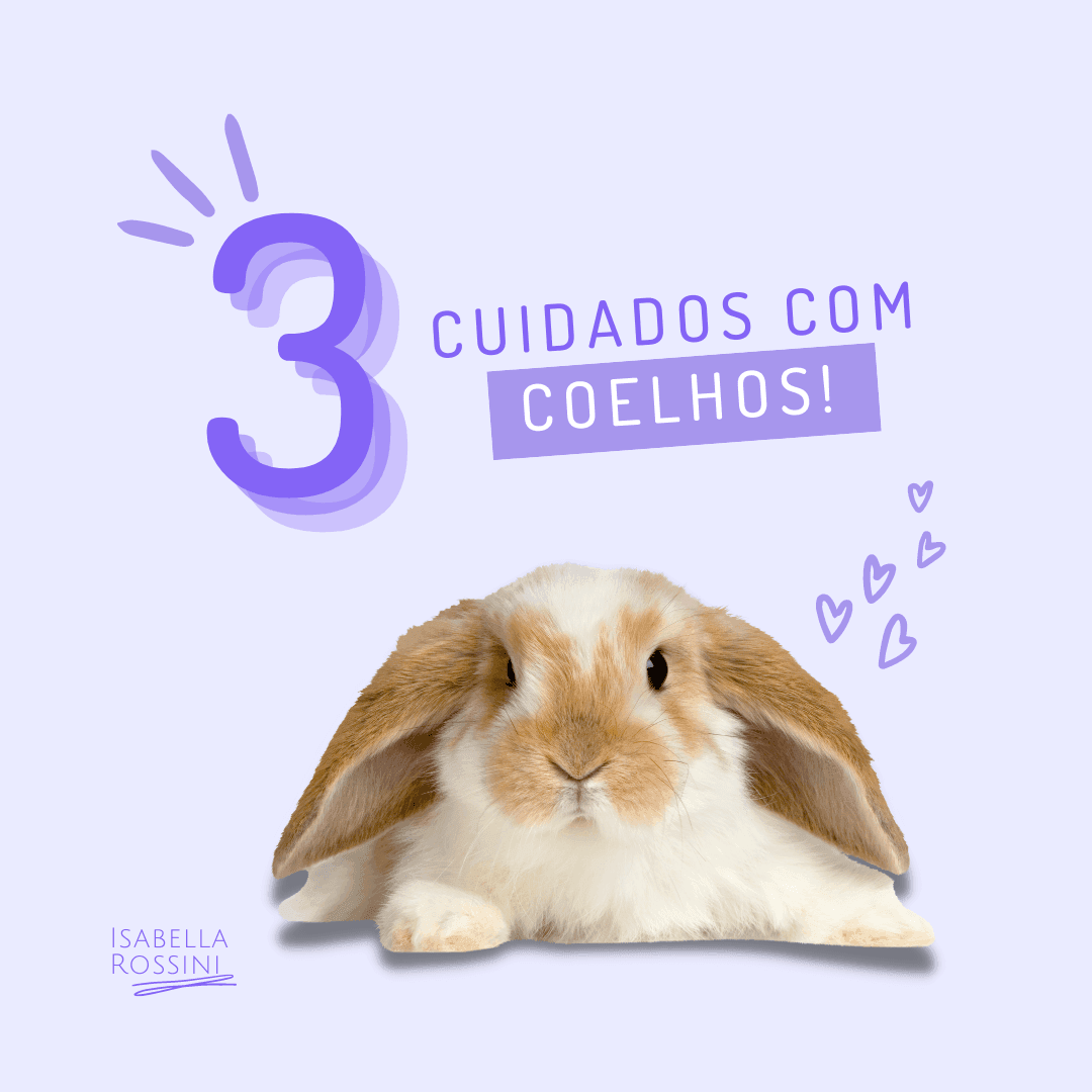 3 cuidados com coelhos