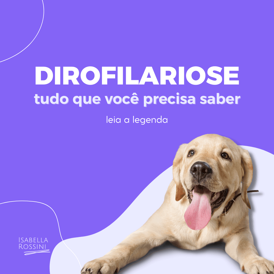 Tudo o que preciso saber sobre Dirofilariose