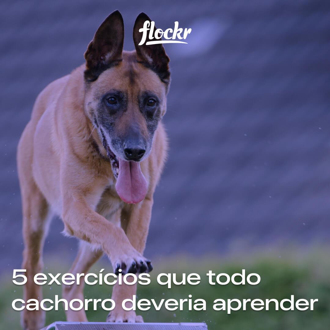 5 exercícios que todo cachorro deveria aprender