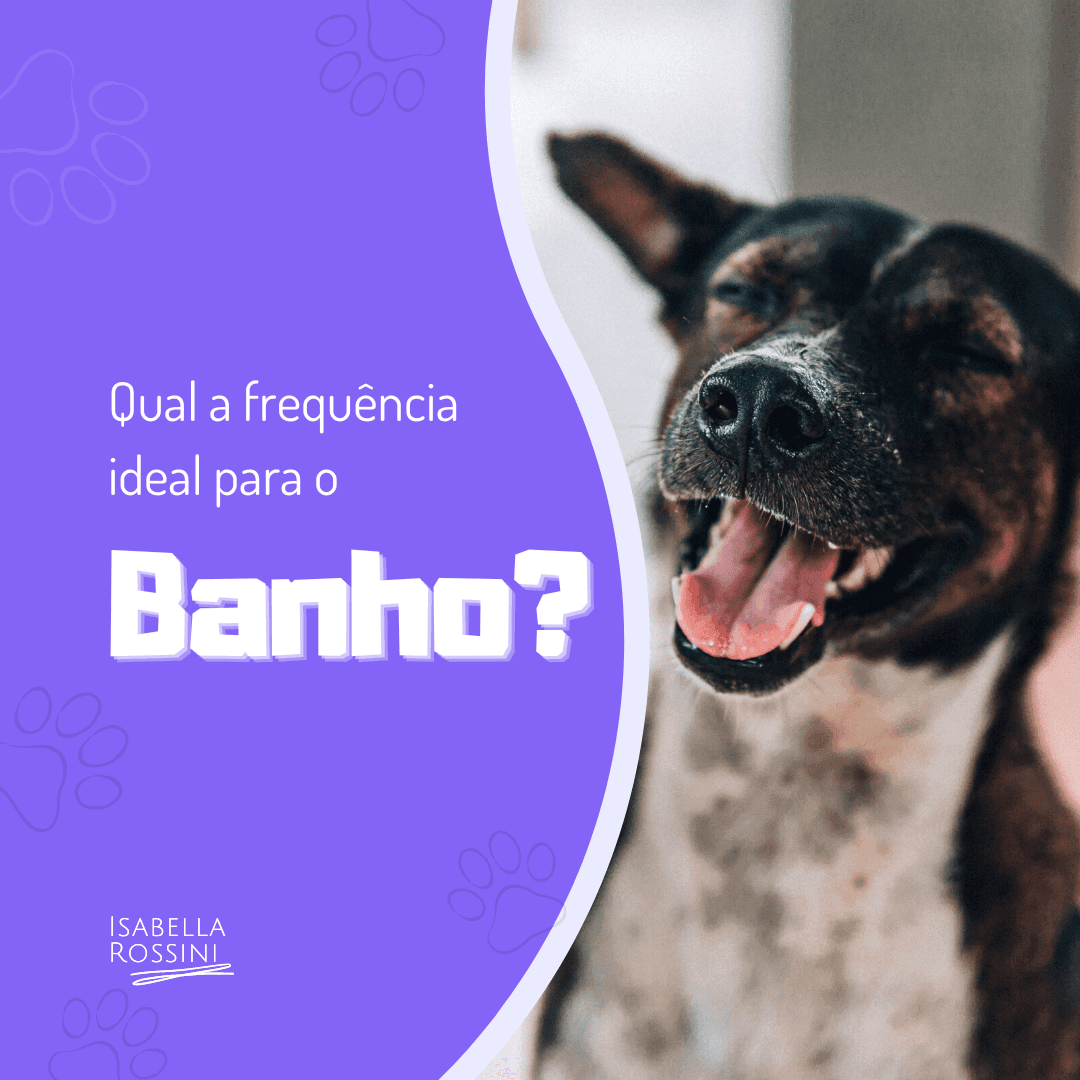 Qual a frequência ideal para o banho do seu pet?