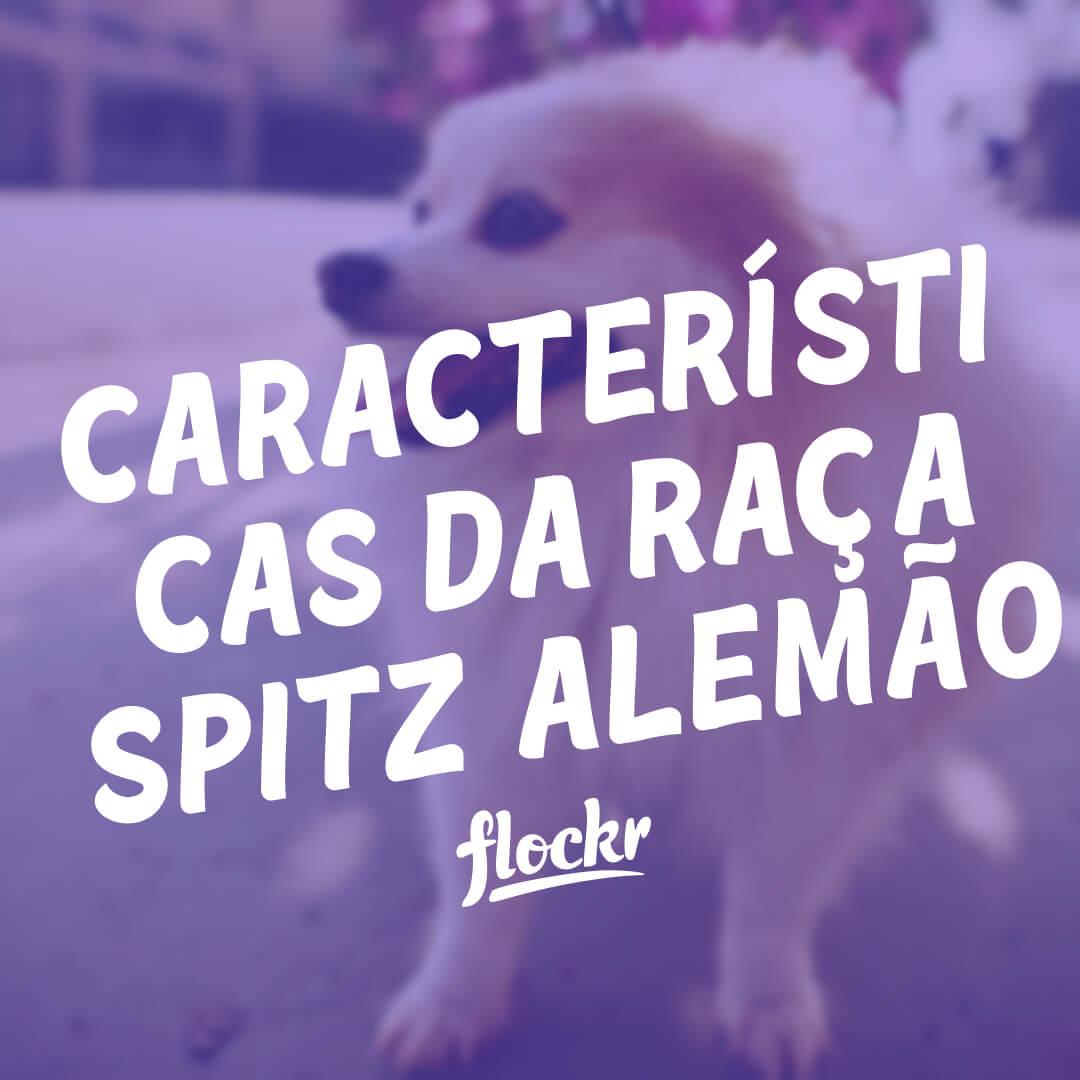 Características da raça Spitz Alemão