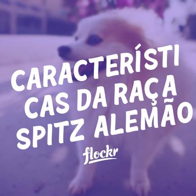 Características da raça Spitz Alemão