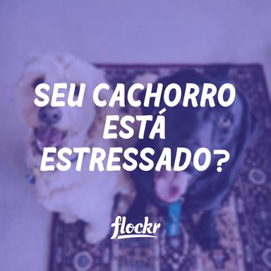 Como Preparar um Espaço Seguro para Seu Cão e Seus Benefícios