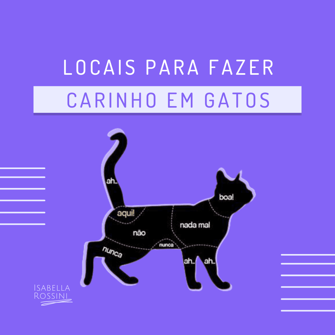 Locais para fazer carinho em gatos