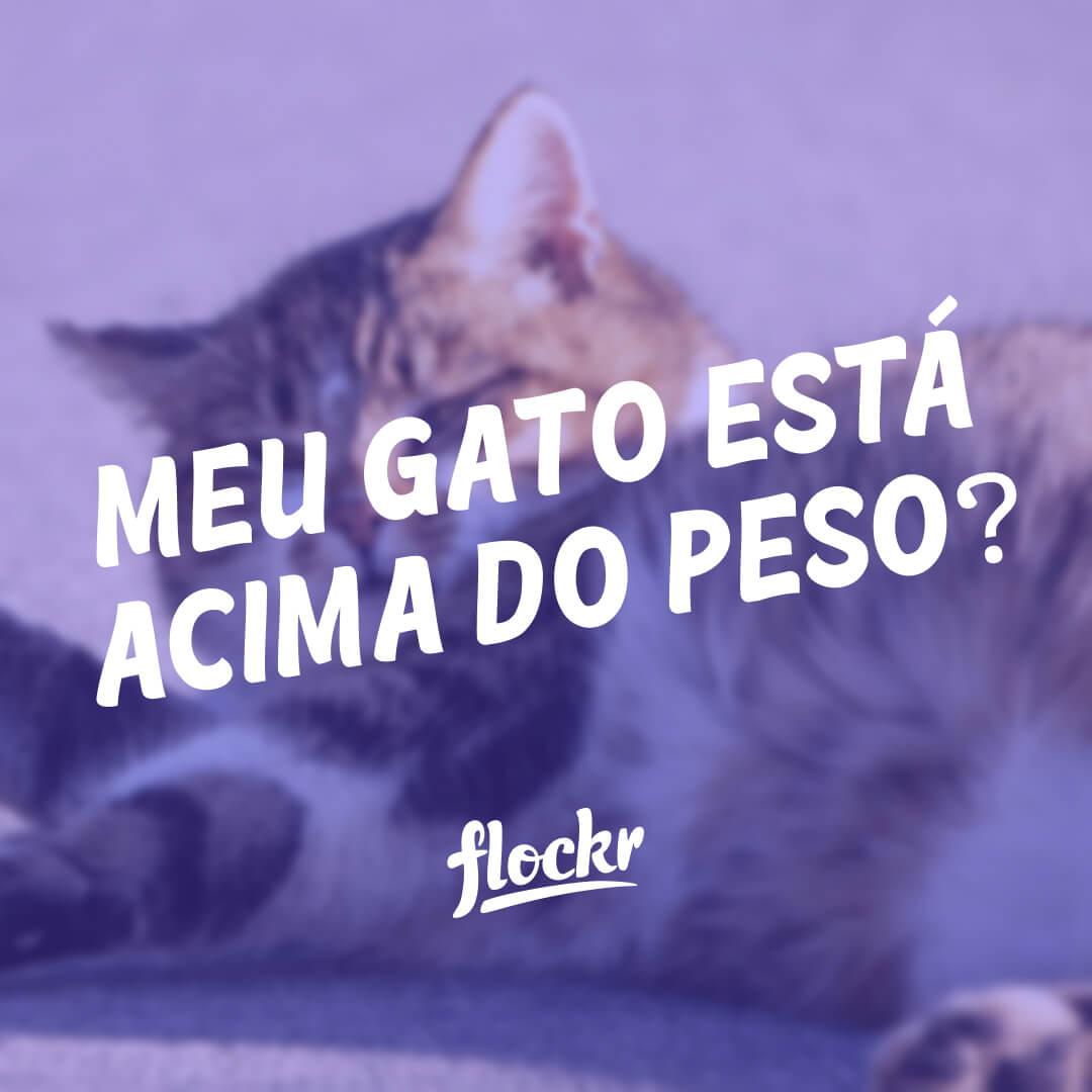 Meu Gato Está Acima do Peso? Sinais e Dicas para Manter a Saúde do Seu Felino