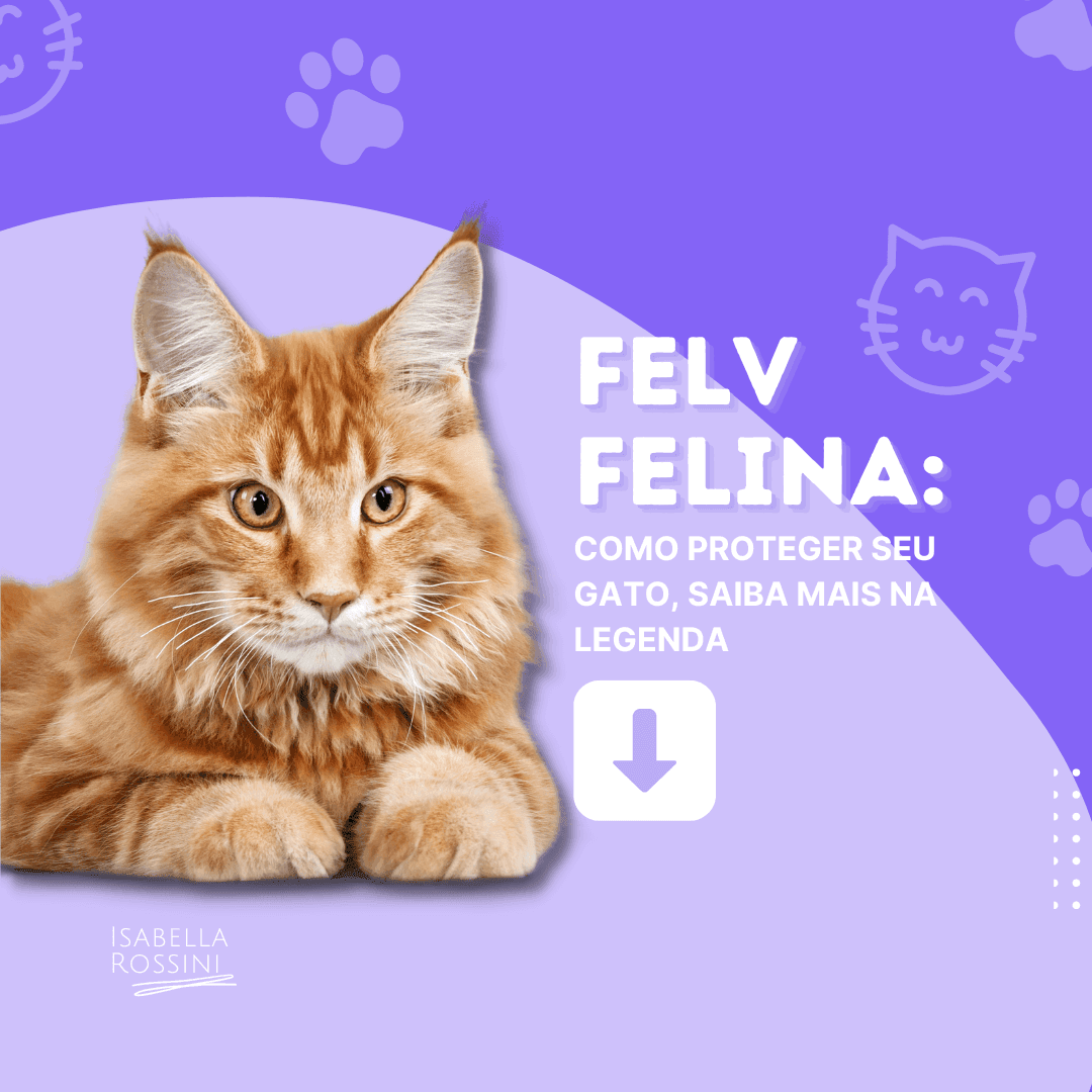 Como proteger seu gato da FeLV? 