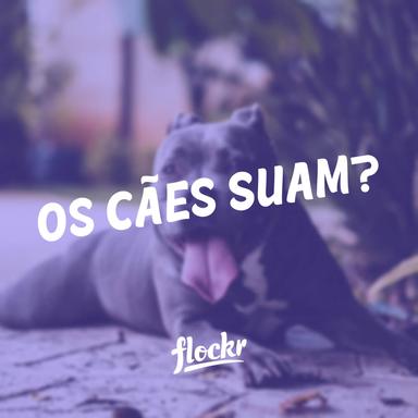 Os Cães Suam? Entenda Como Eles Regulam a Temperatura