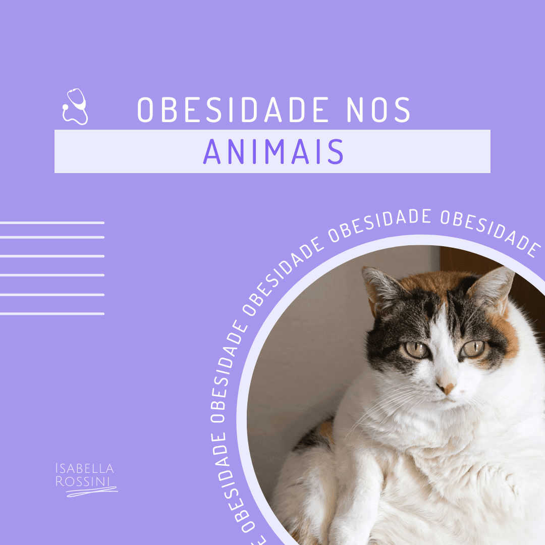 Seu pet está obeso? Saiba como isso acontece.