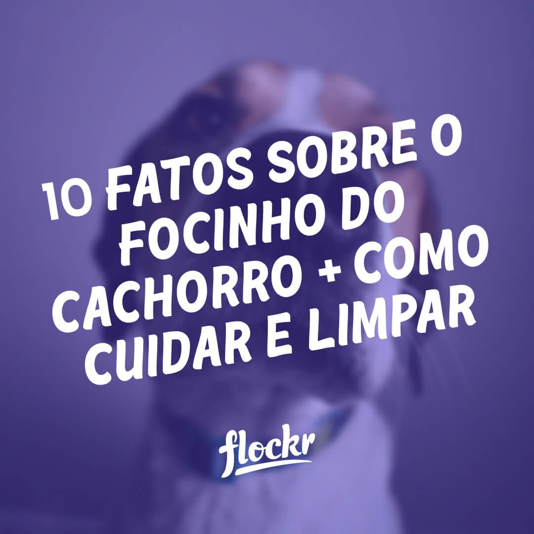 10 Fatos Sobre o Focinho do Cachorro + Como Cuidar e Limpar