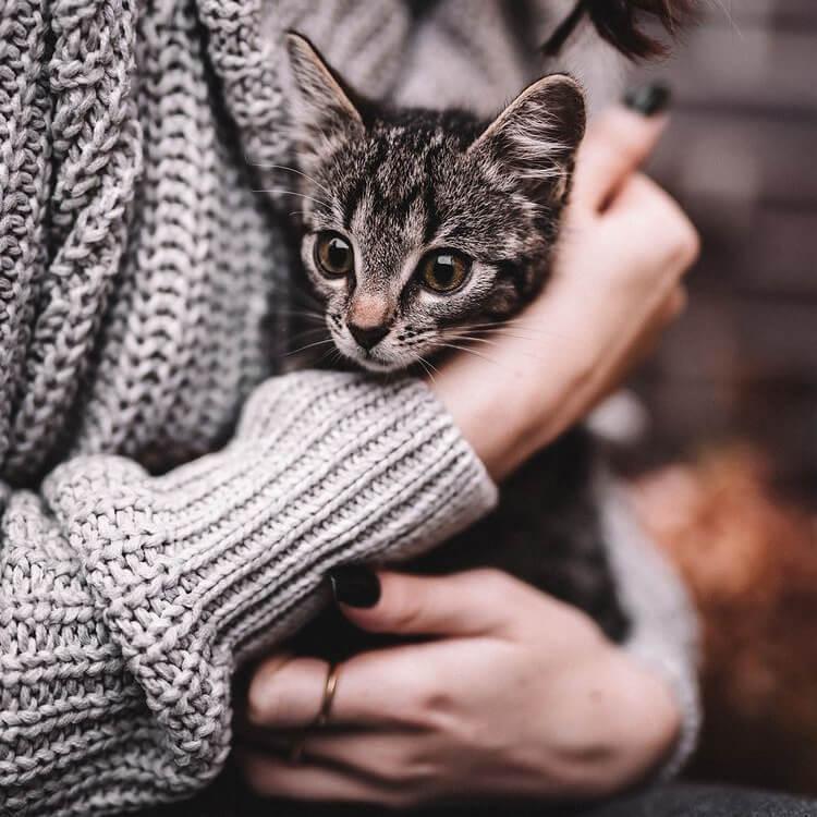 Transtorno de ansiedade em cães e gatos