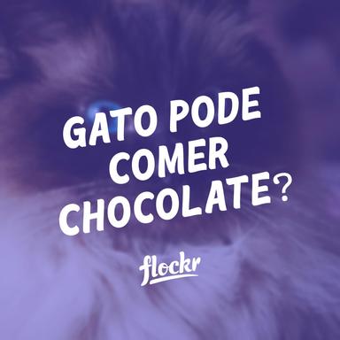 Gato Pode Comer Chocolate?