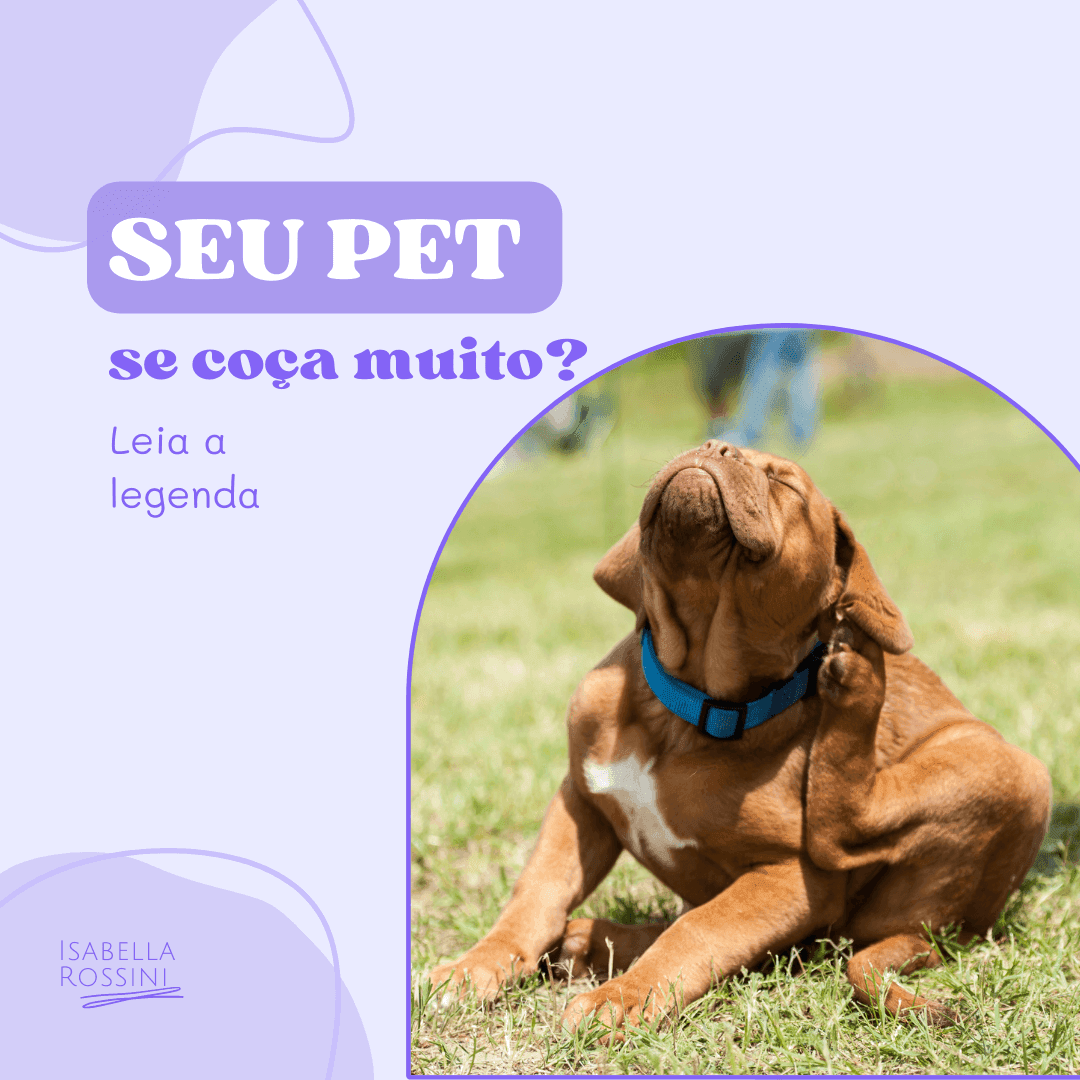 Seu pet se coça muito? Saiba o que pode ser