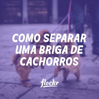 Como separar briga de cachorros: 3 Técnicas Seguras e Eficazes