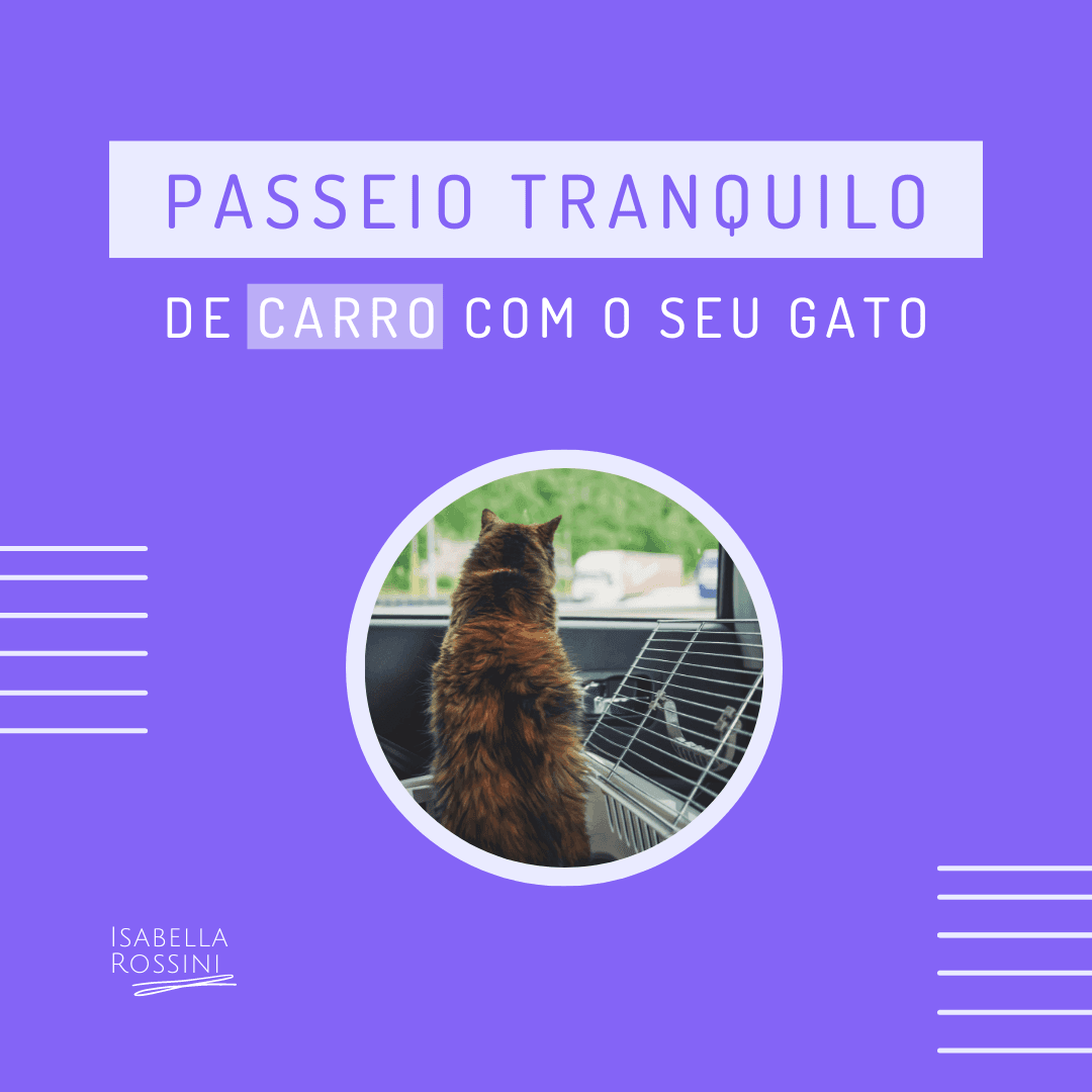 Como fazer um passeio de carro tranquilo com o seu gato?