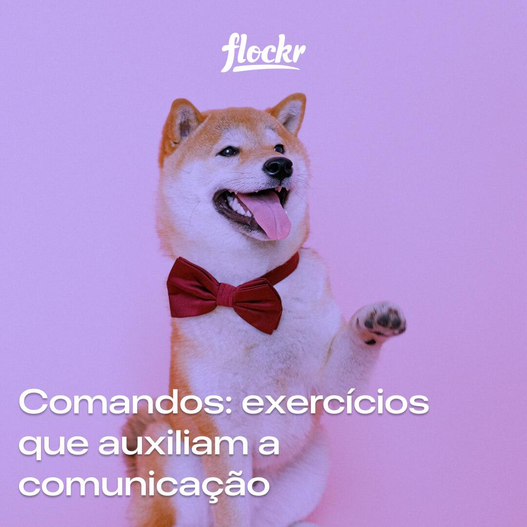 Comandos: exercícios que auxiliam a comunicação