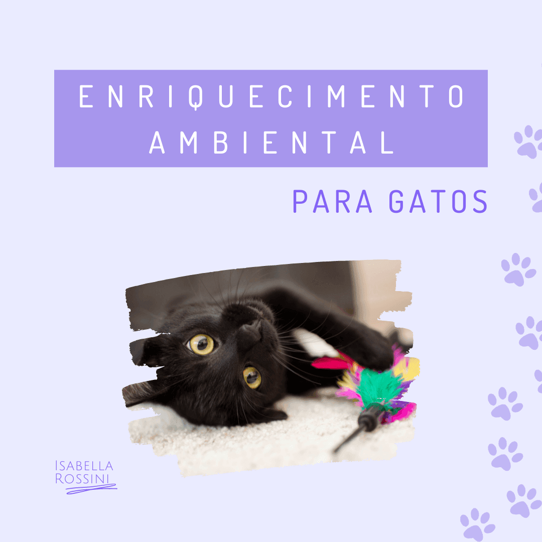 Enriquecimento ambiental para gatos