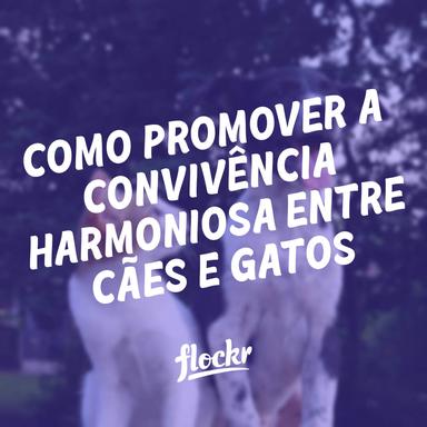 Como Fazer Cães e Gatos Conviverem em Harmonia