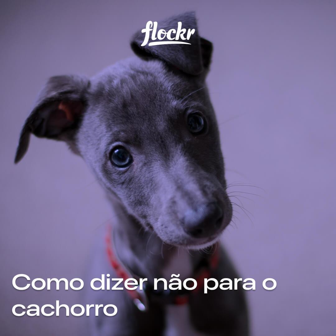 Como dizer não para o cachorro