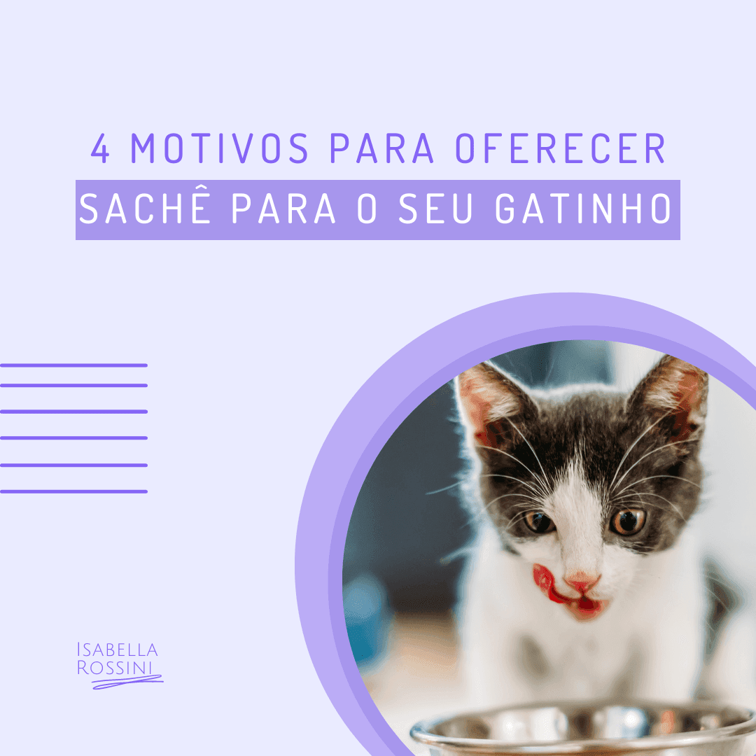 4 motivos para oferecer sachê para o seu gatinho