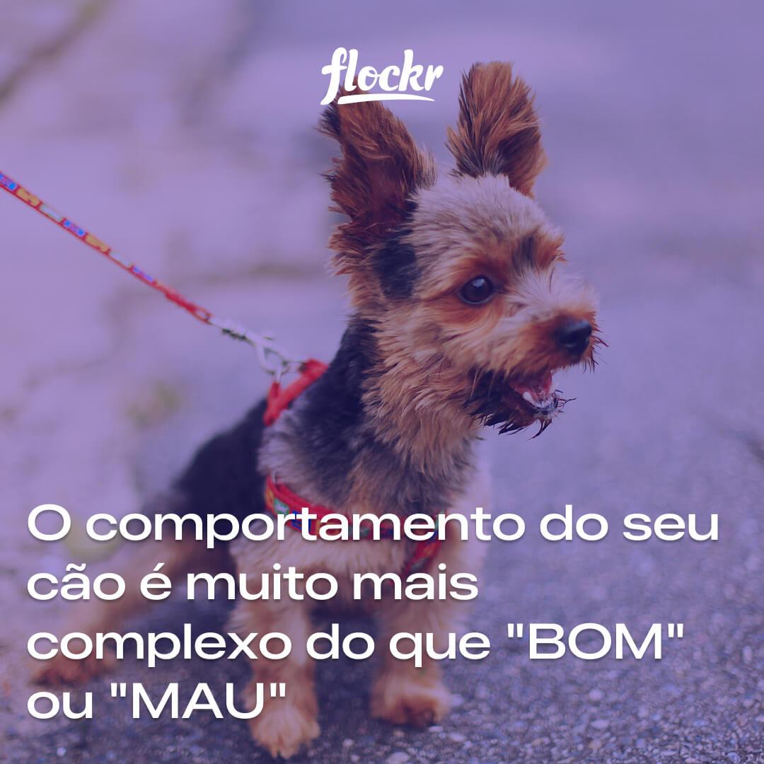 O comportamento do seu cão é muito mais complexo do que "BOM" ou "MAU"