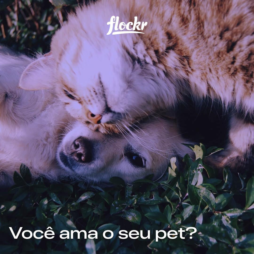 Você ama o seu pet?