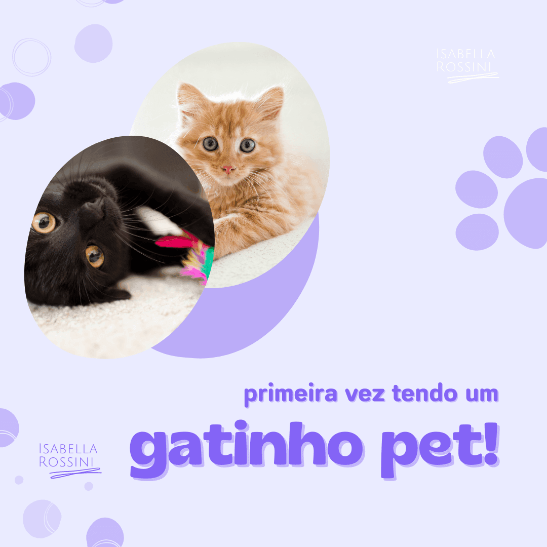 Primeira vez com um pet felino, quais os cuidados?