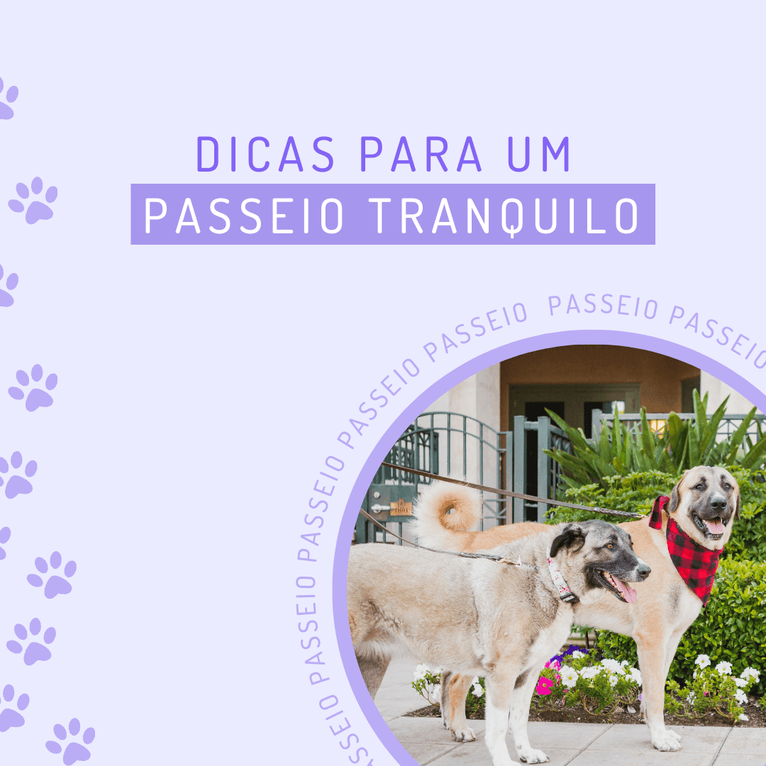 Dicas para um passeio tranquilo