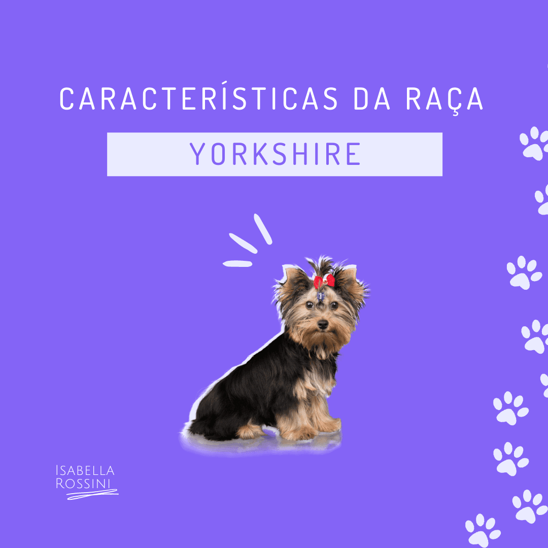 Características da raça Yorkshire