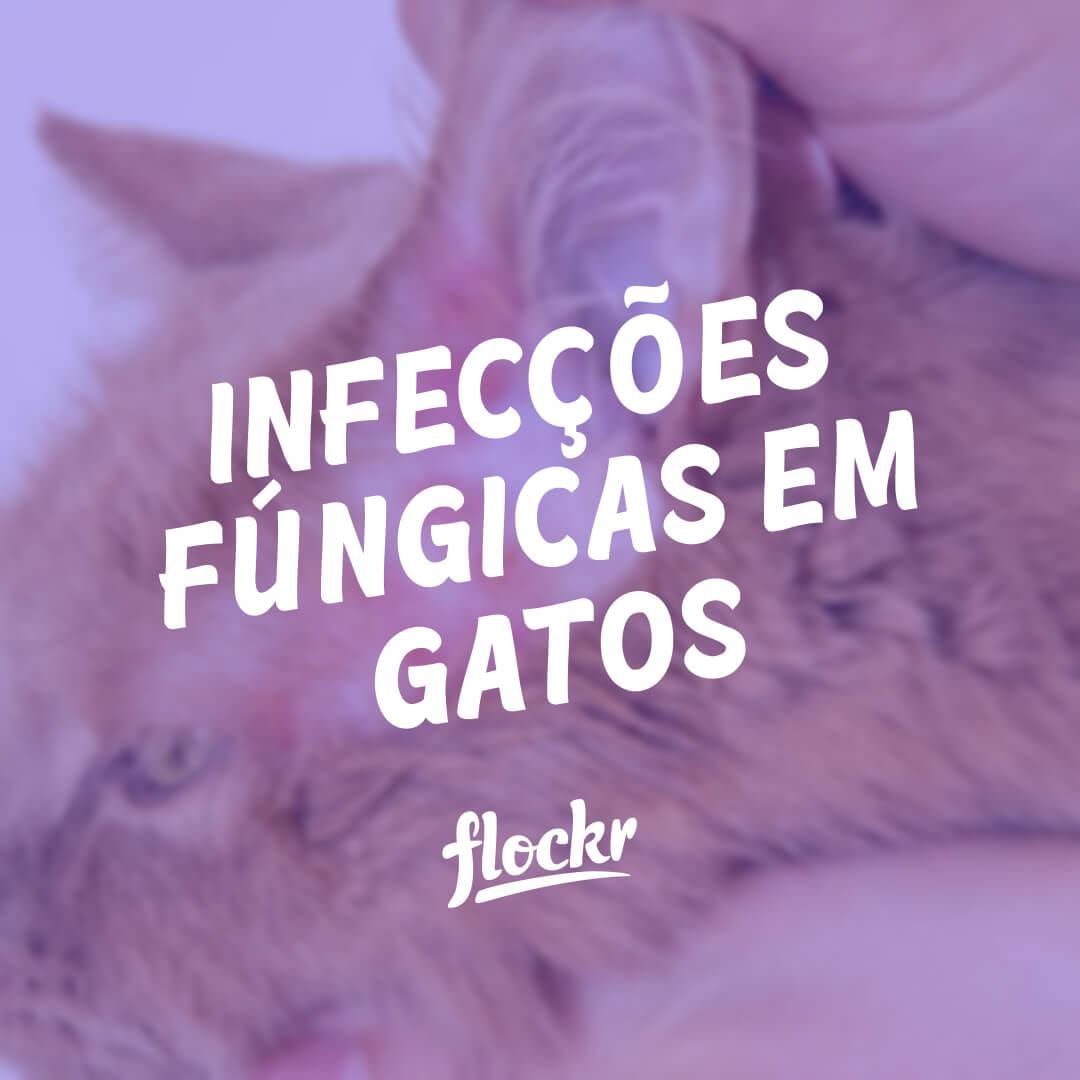 Infecções Fúngicas em Gatos