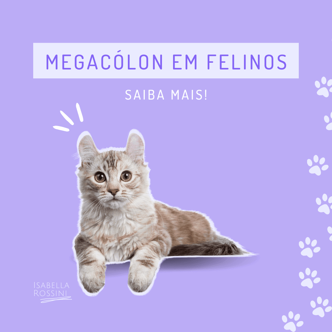 Megacólon em felinos, o que é?