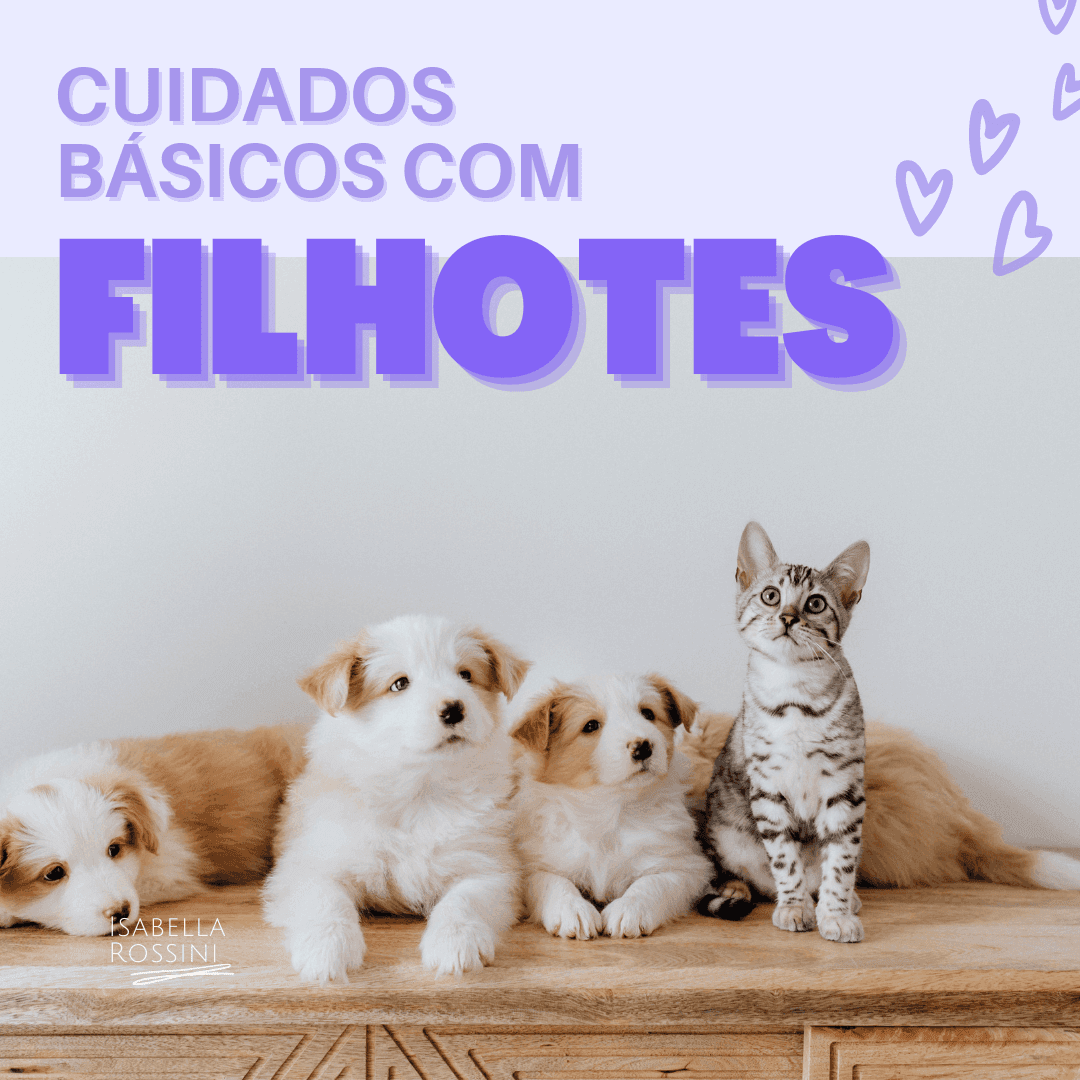 Principais cuidados com o filhote