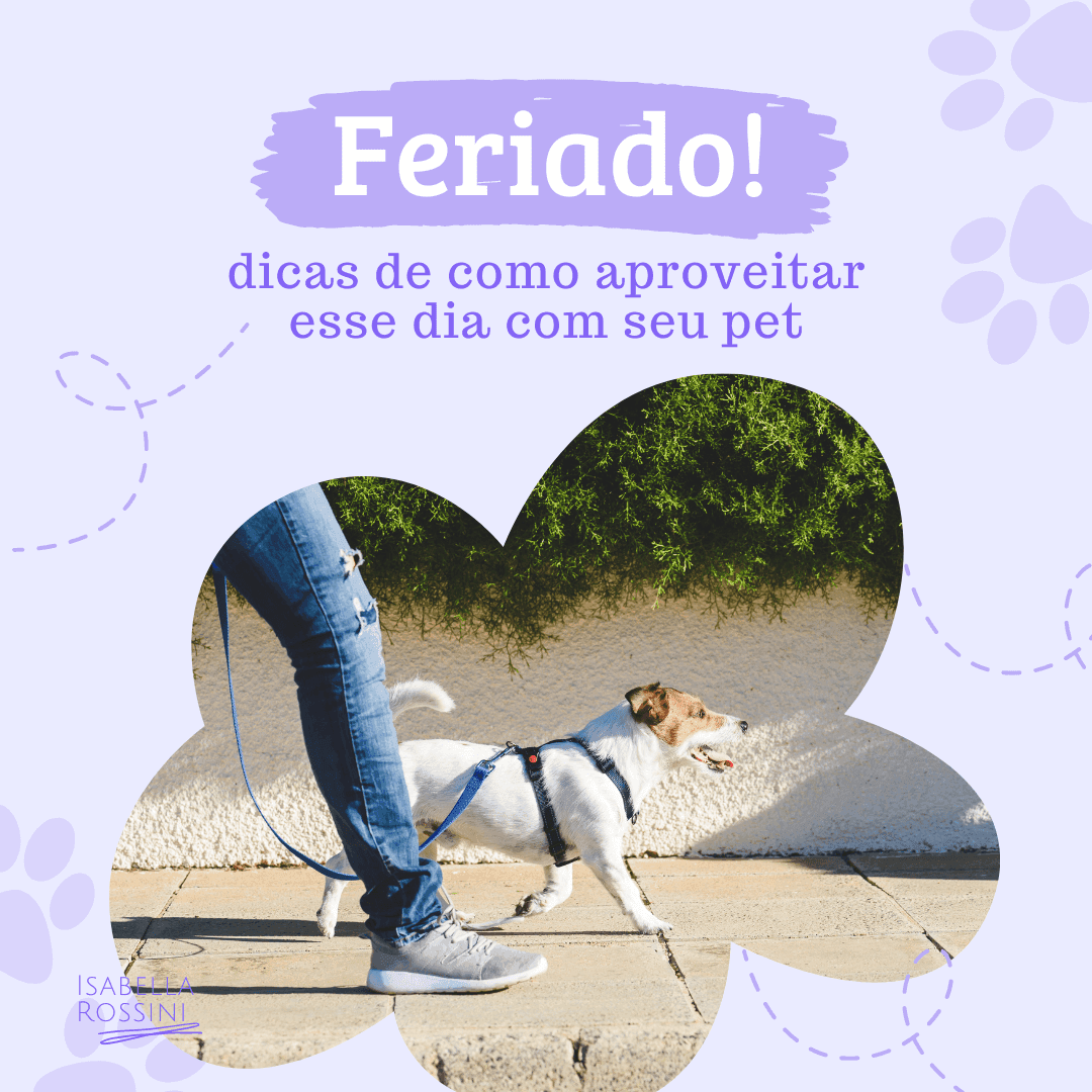 Dicas para aproveitar o feriado com seu pet