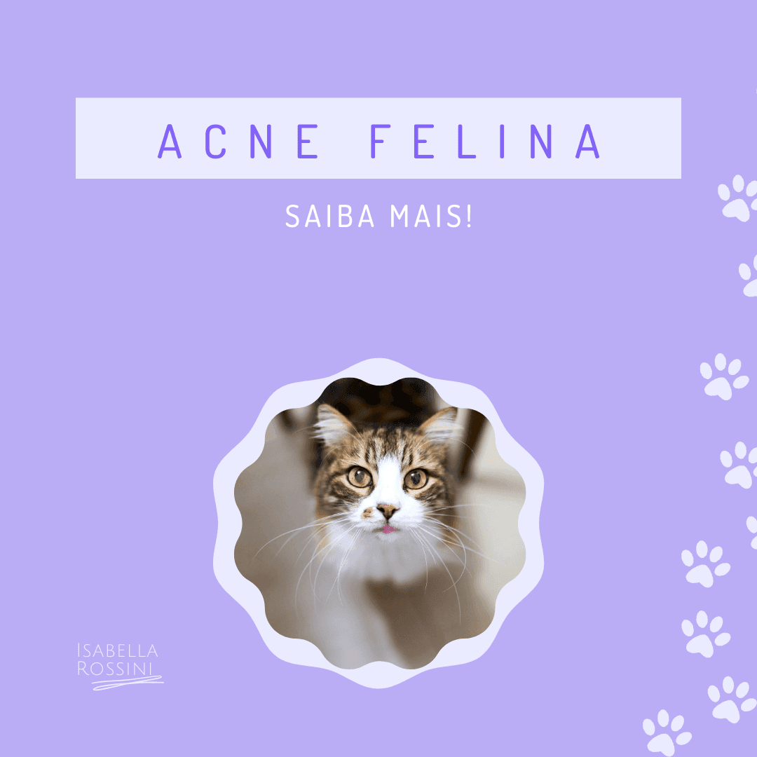 O que é acne felina?