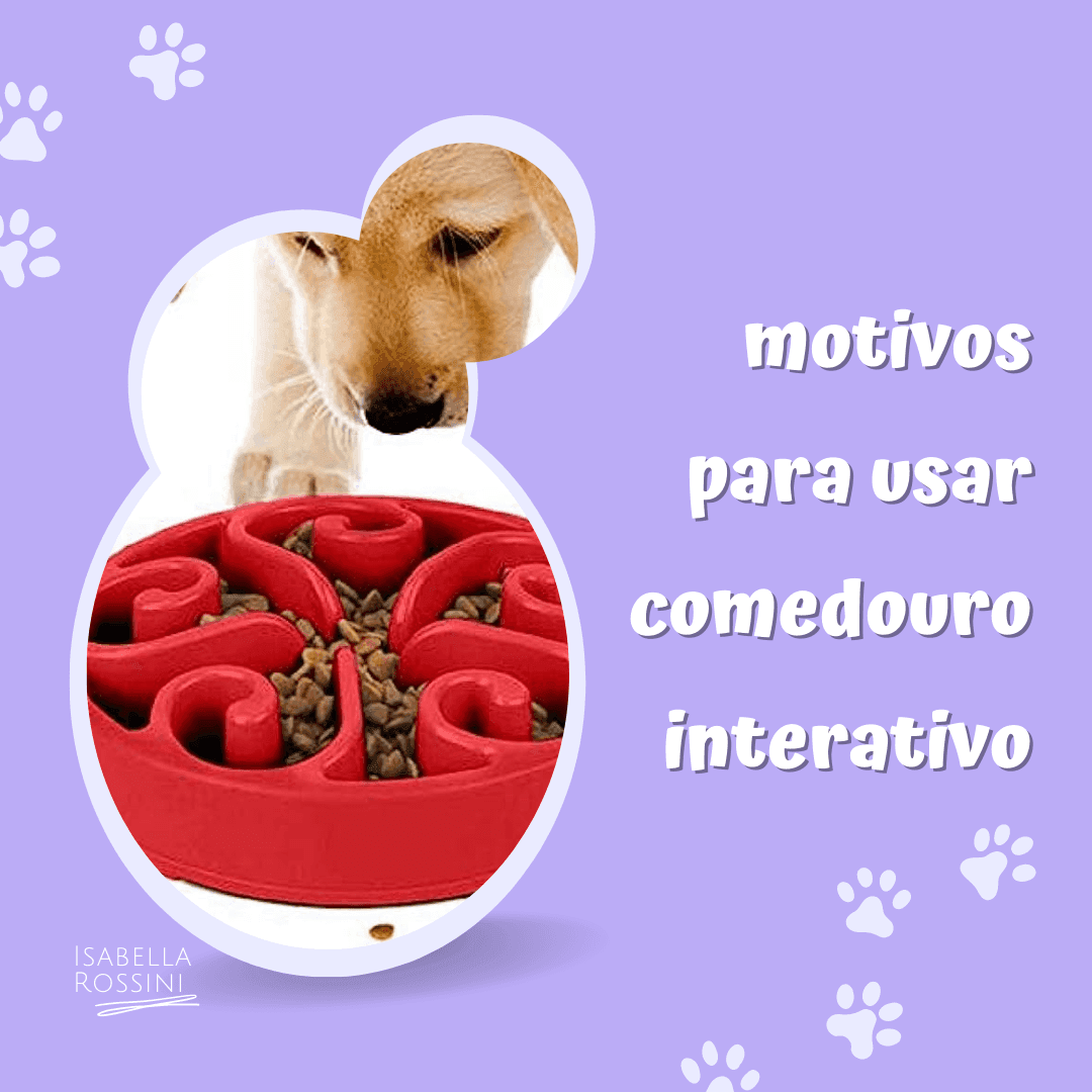 Motivos para utilizar o comedouro interativo