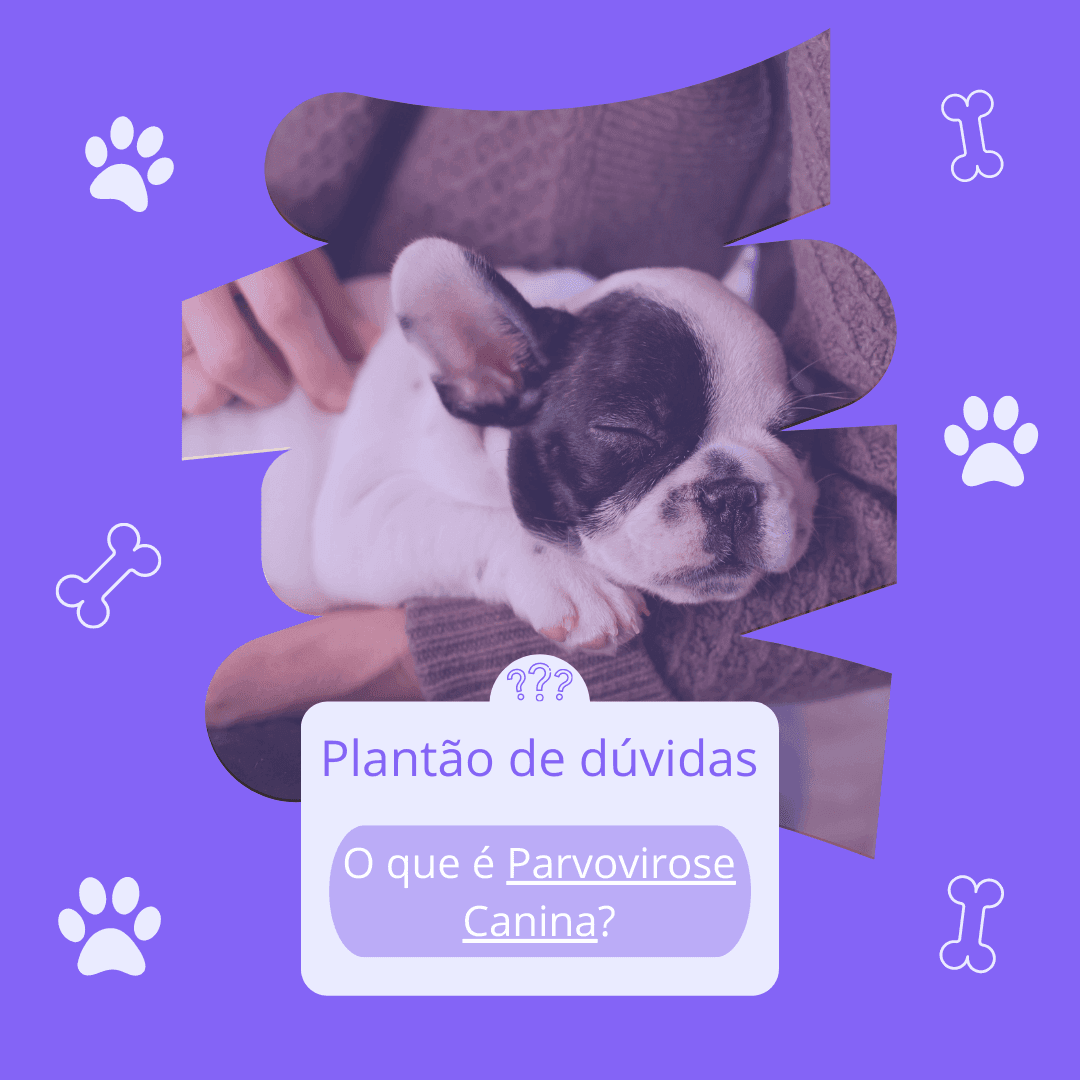 Plantão de perguntas: O que é parvovirose canina?