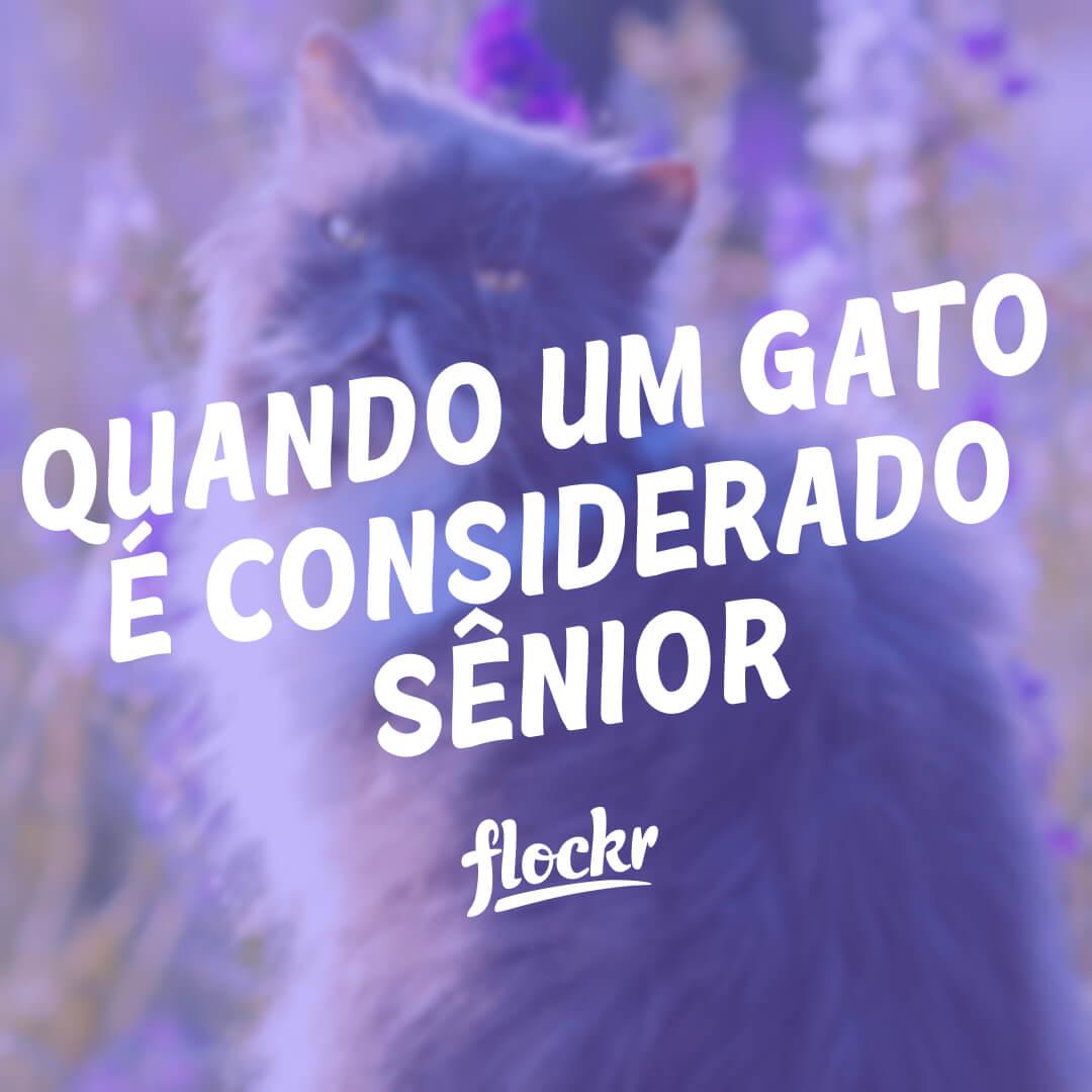 Quando um Gato é Considerado Sênior: O que Você Deve Saber