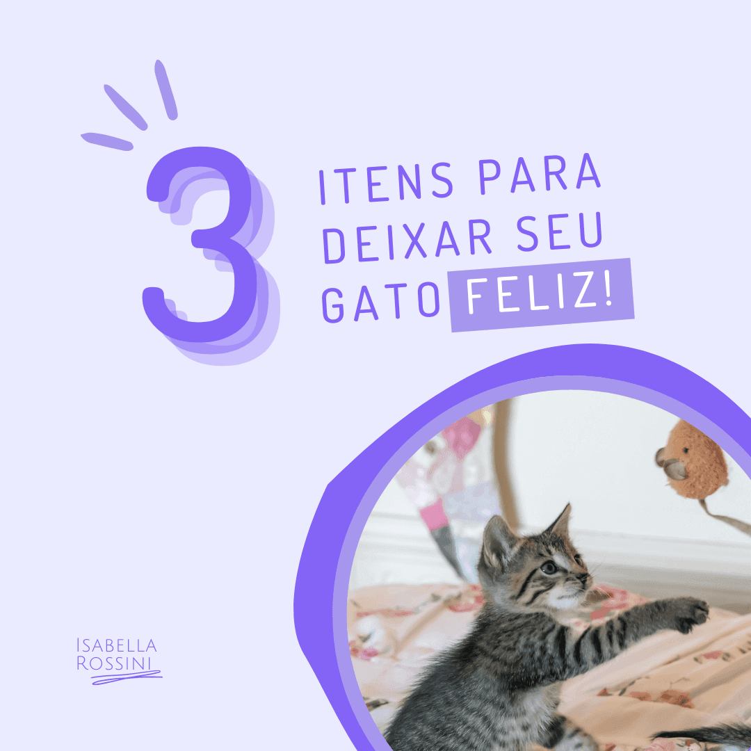 Como deixar seu gato feliz 😸 