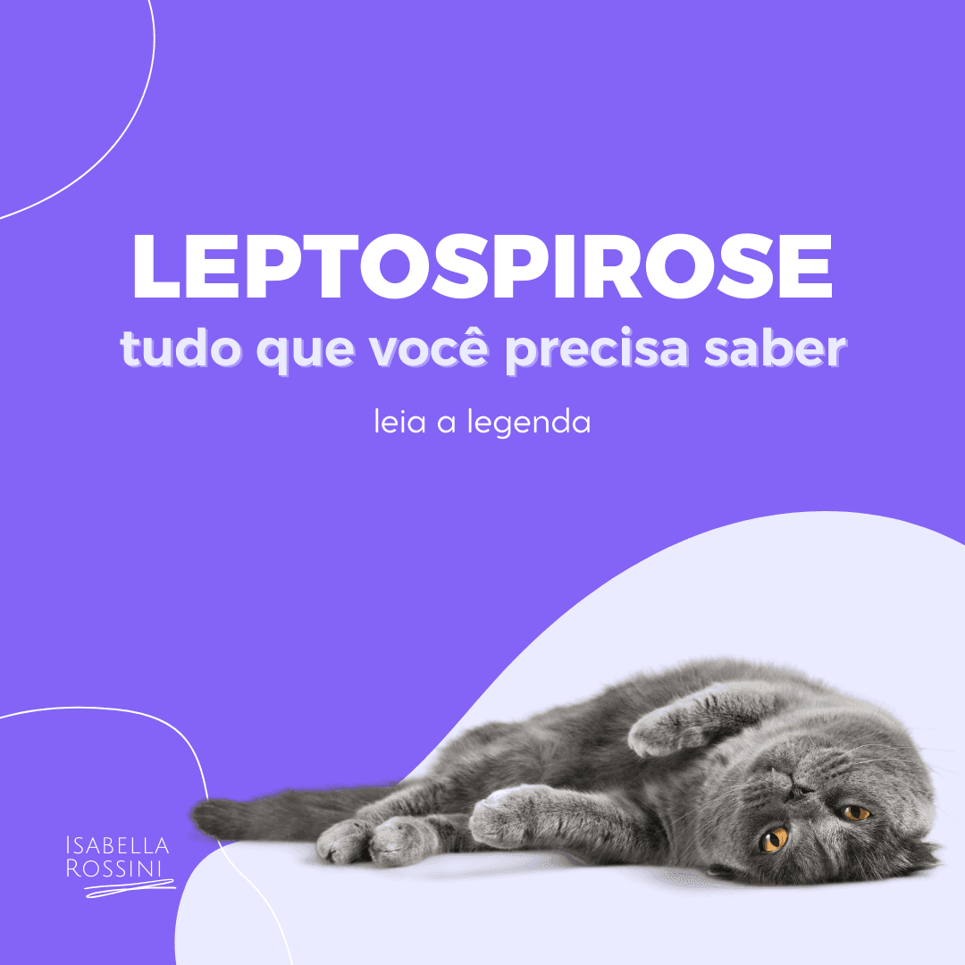 Leptospirose, o que preciso saber?