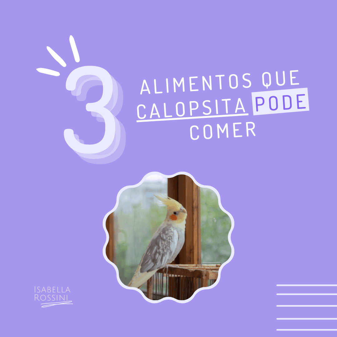 3 alimentos que calopsita pode comer